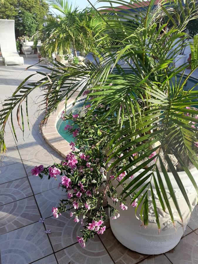 Palmita Hotel Hostel اورانجستاد المظهر الخارجي الصورة